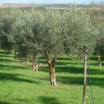Alloggio per agriturismo Sirignano Wine